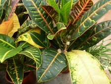 Croton