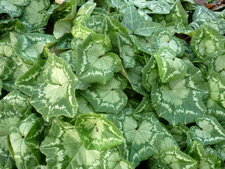 Cyclamen hederifolium