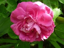 Rosa gallica