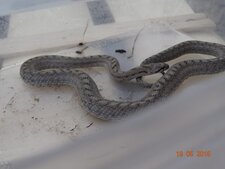 Coronelle girondine, Coronella girondica