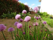 Ciboulette en fleurs