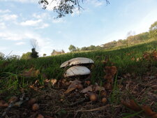 Rosé des prés ou agaric champètre (Agaricus campestris)