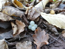 Fruits du Gui blanc (Viscum album)