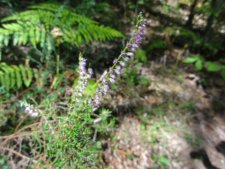 Bruyère commune (Calluna vulgaris à vérifier)
