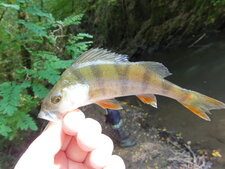 Perche commune (Perca fluviatilis)