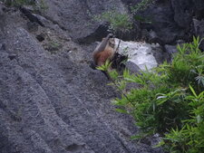 Primate sp.
