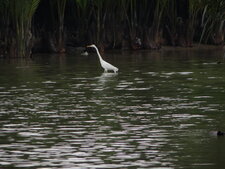 Grande aigrette
