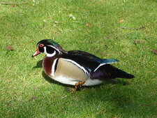 Canard "mandarin"