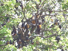 Chauve souris