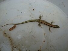 Lézard des murailles, Podarcis muralis