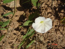 Liseron blanc