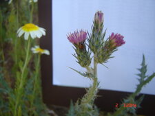 Centaurée sp.
