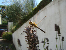 Sympetrum