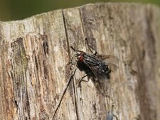 Mouche à damier