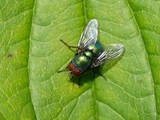 Lucilie sp.