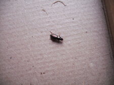 Harpalus affinis