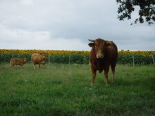 Vache, veau, taureau.