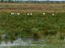 Ibis sacré