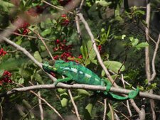 Caméléon