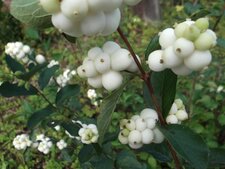 Symphorine blanche, Symphoricarpos albus