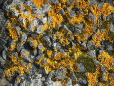 Mousse ? Lichen ?
