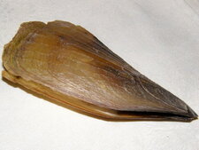 Jambonneau de mer (atrina fragilis)