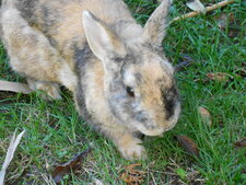 Lapin domestique, Oryctolagus cuniculus domesticus A.K.A. "Fiston"