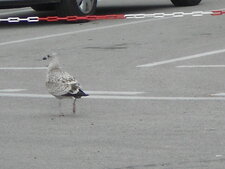 Jeune goéland Larus sp.