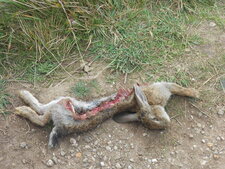 Oryctolagus cuniculus mort