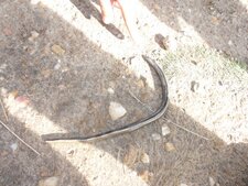 Anguis fragilis ou orvet mort