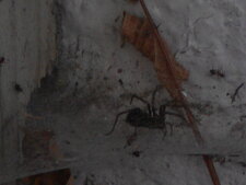 Araignée Tégénaire