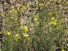 Séneçon, Asteracae senecio