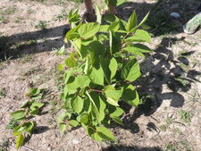 Renouée du Japon, Fallopia japonica
