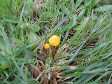 Champignon jaune