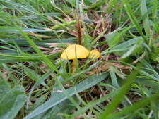 Champignons jaunes