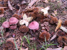 Champignons bruns