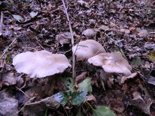 Clytocibes nébuleux