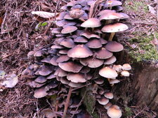 Hypholomes en touffe