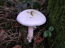 Champignon blanc