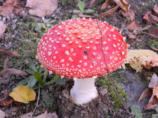 Amanite tue mouche ?
