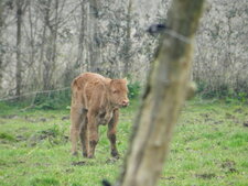 Veau