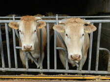 Vaches