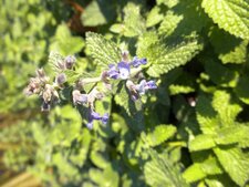Mélisse sp.Mélisse Officinale, Melissa officinalis