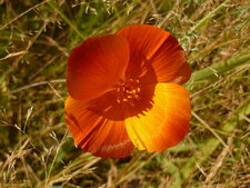 Pavot de Californie