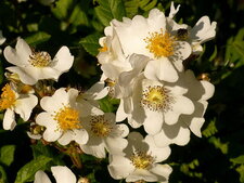 Eglantine