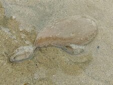 Quelqu