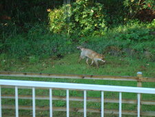 Renard du soir....espoir ?
