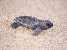 Eretmochelys imbricata bébé