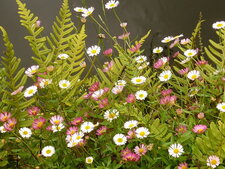 Erigeron