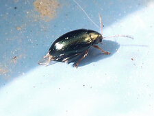 Psylliodes chrysocephala
